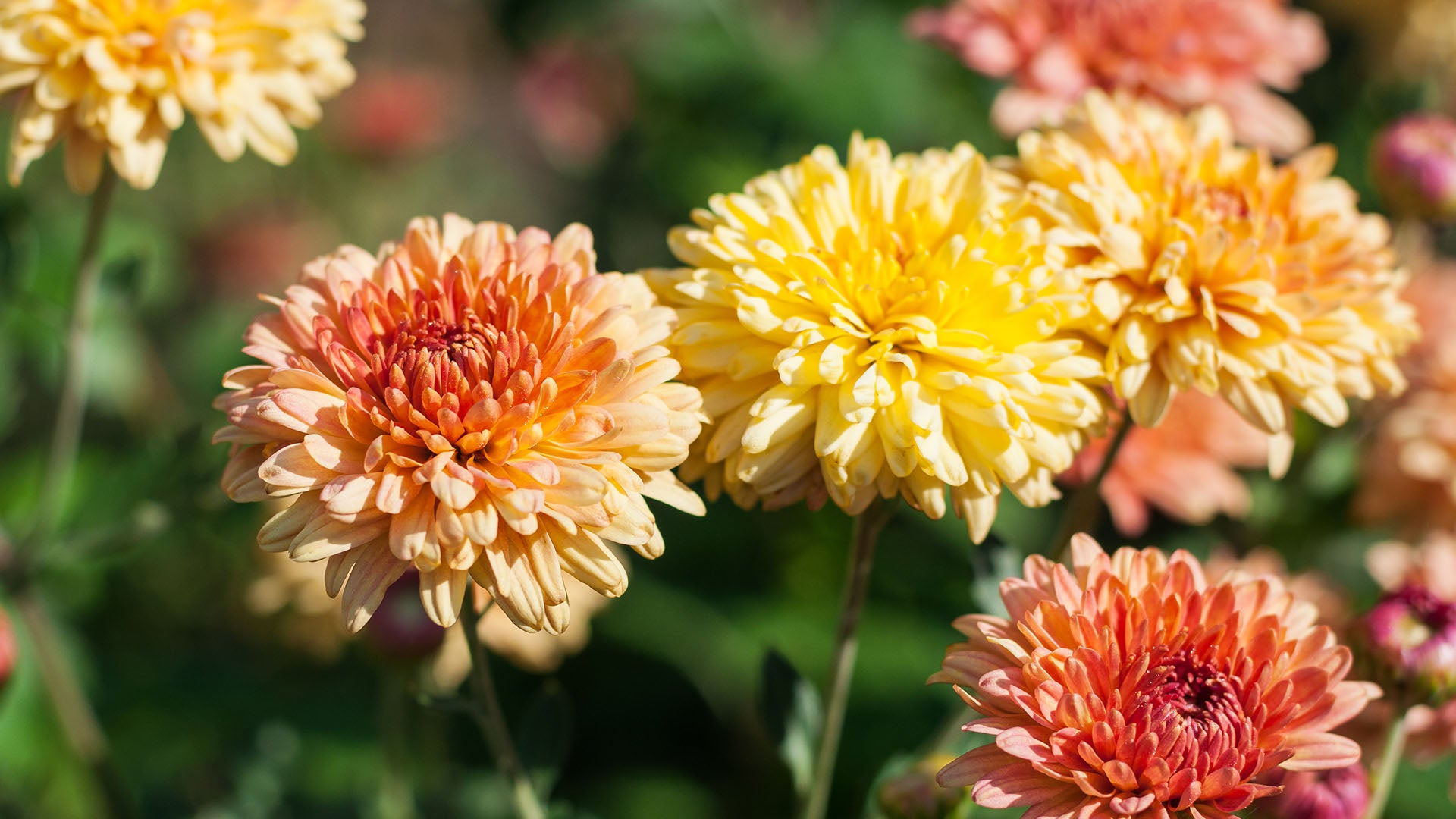chrysanthemum flowers