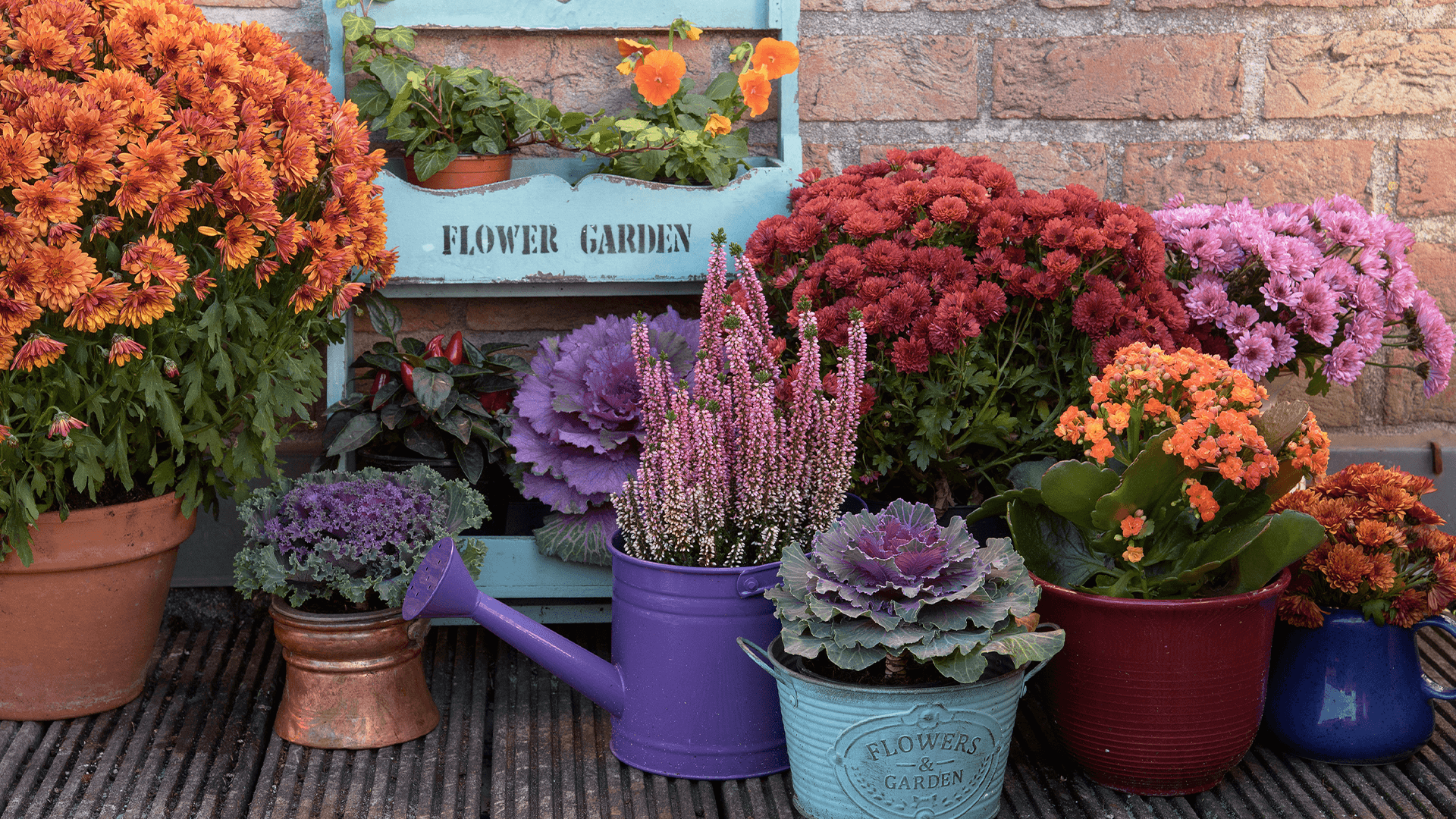 Coordinating Fall Mums, Grasses, and More in Your Landscape