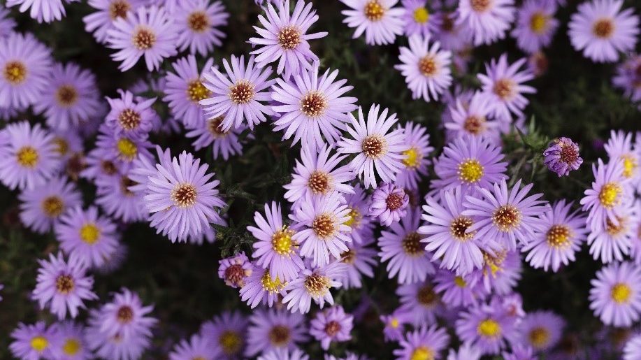 Aster