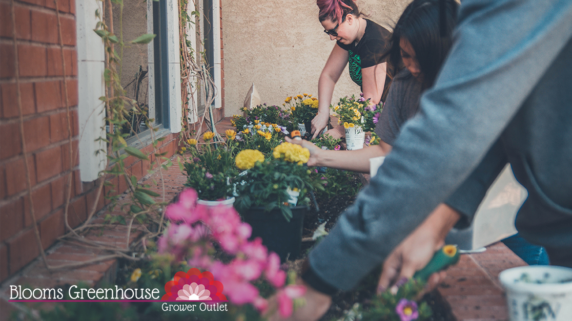 Summer Survival Tips for Plants