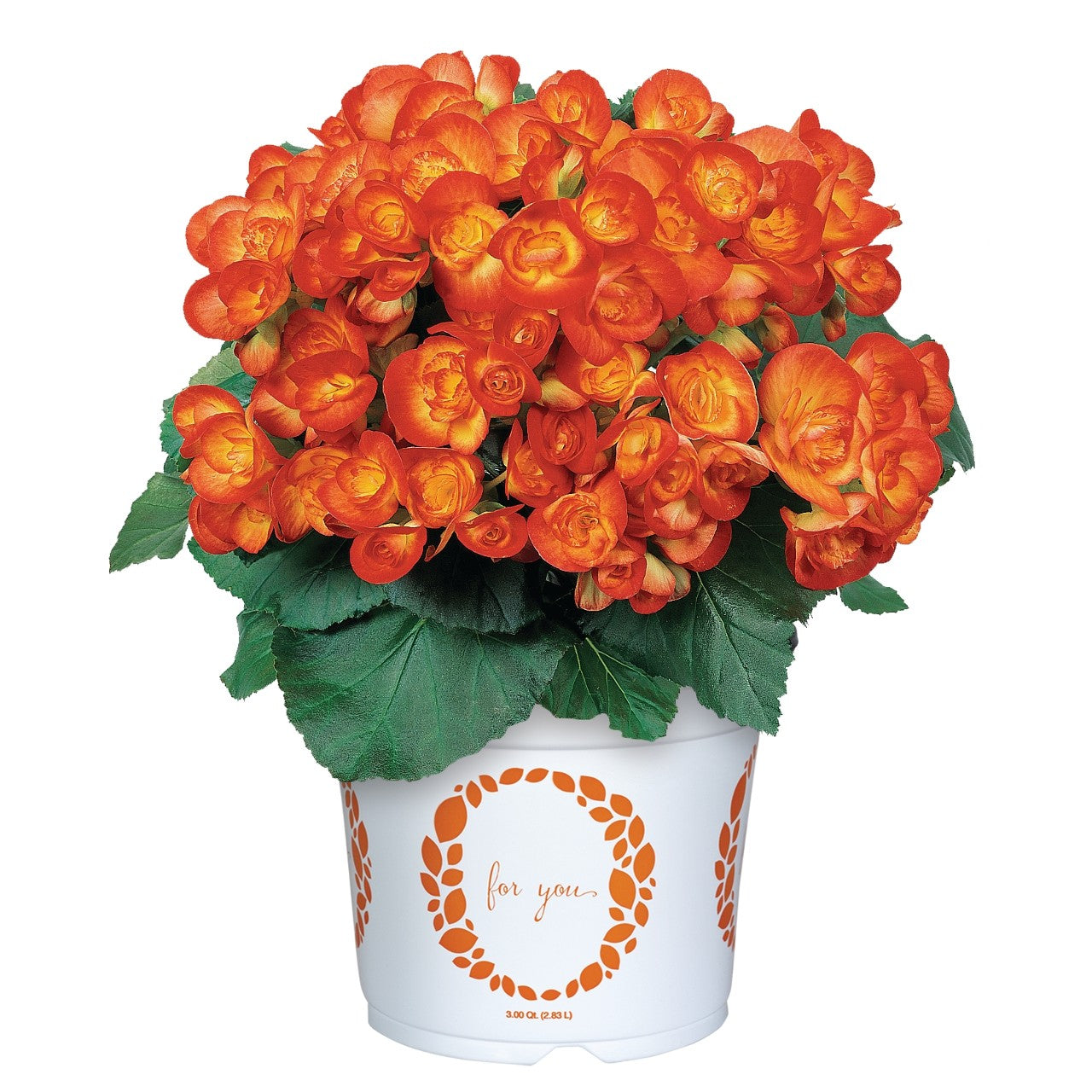 Begonia AMSTEL CARNEVAL