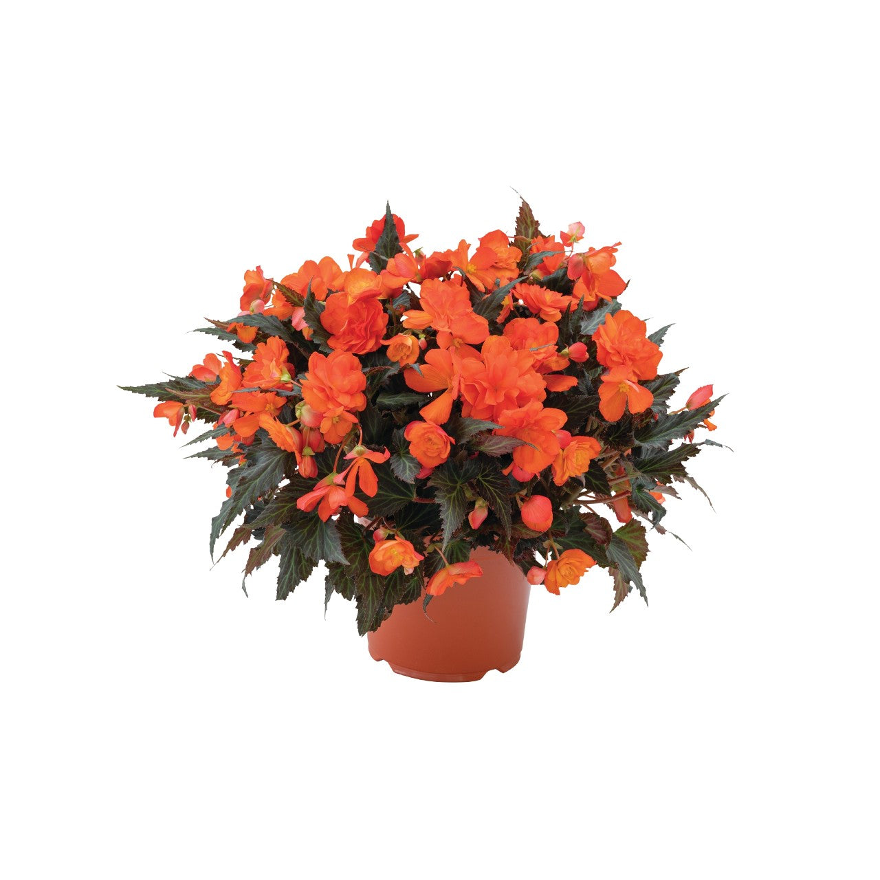 Begonia I'Conia Bacio Orange