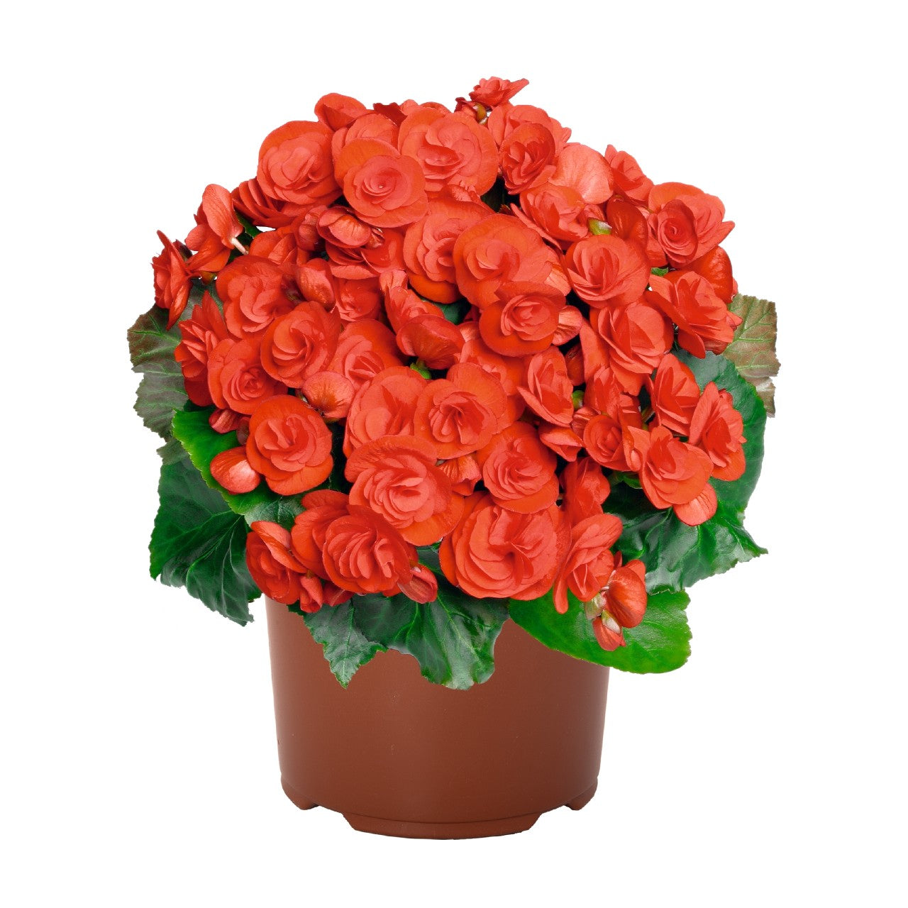 Begonia AMSTEL VERONICA