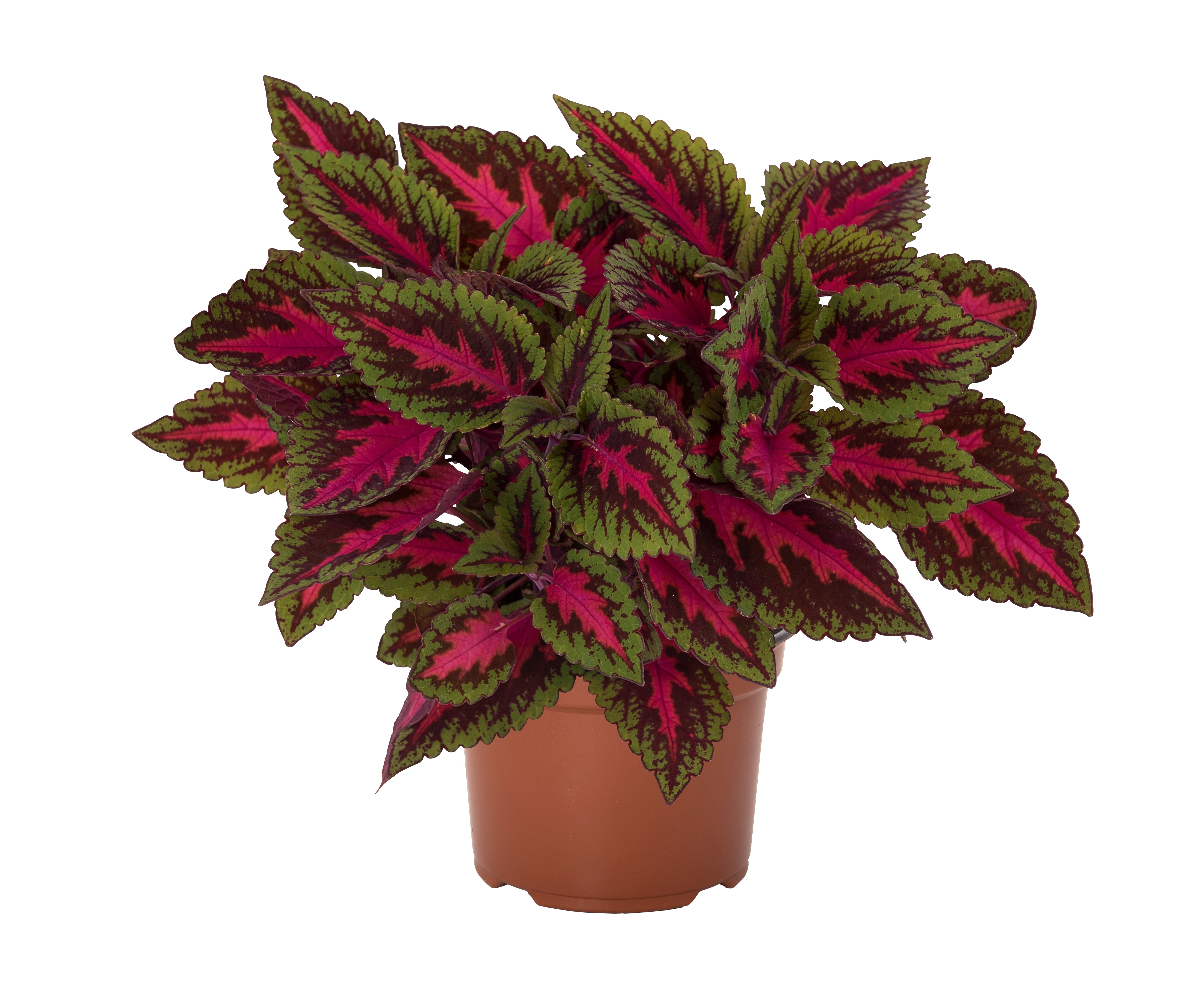 Coleus Ruby Road