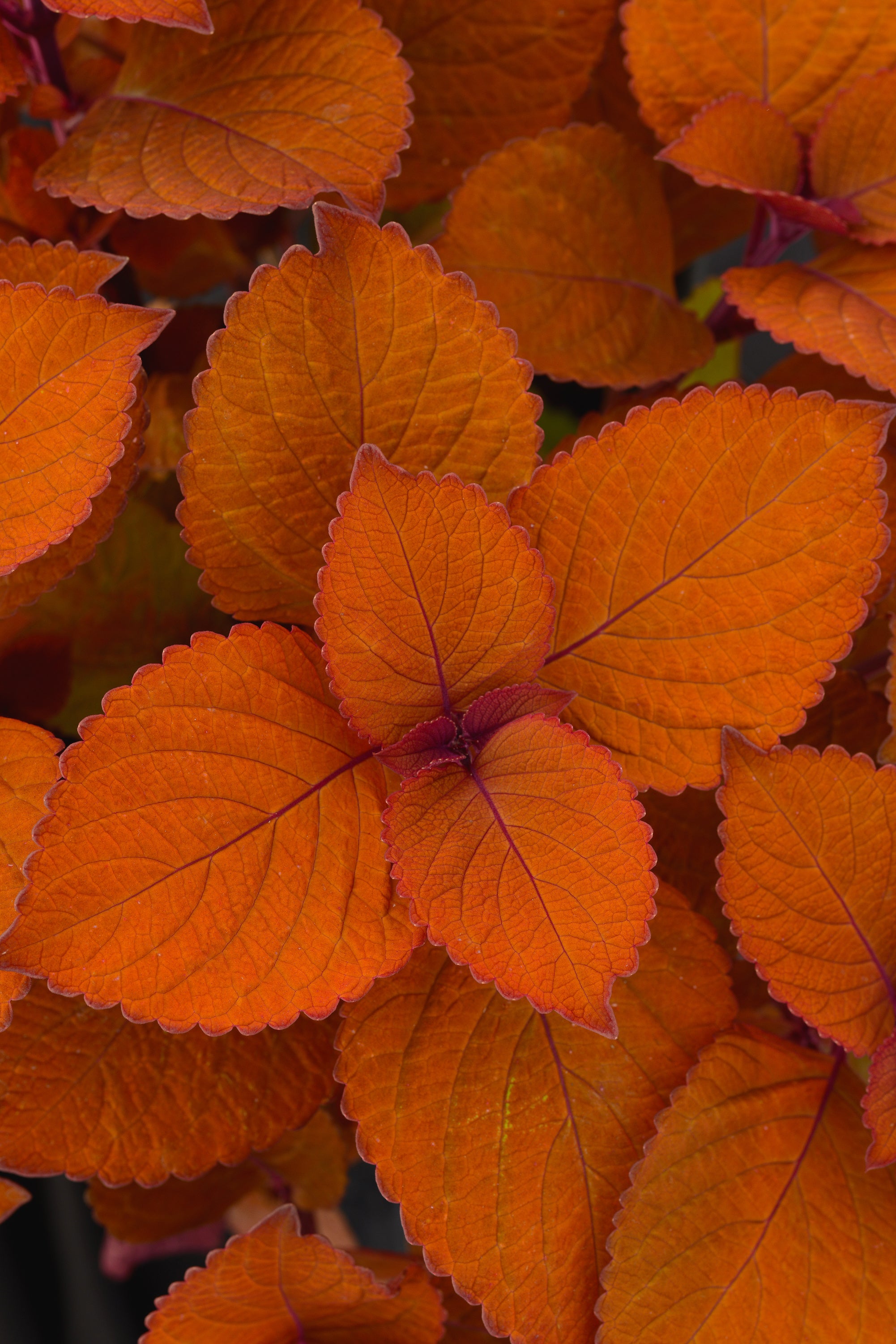 Coleus Campfire
