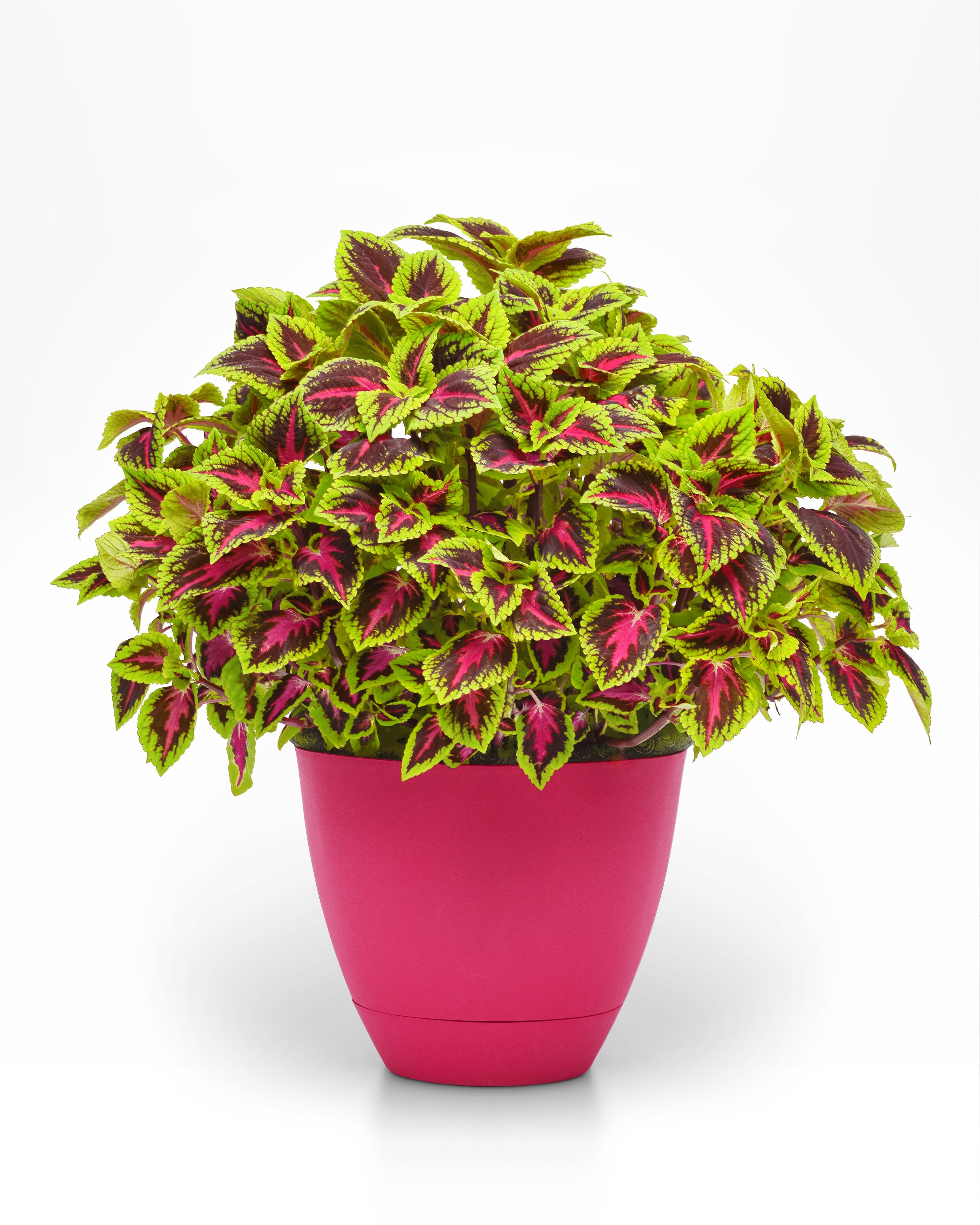 Coleus French Quarter