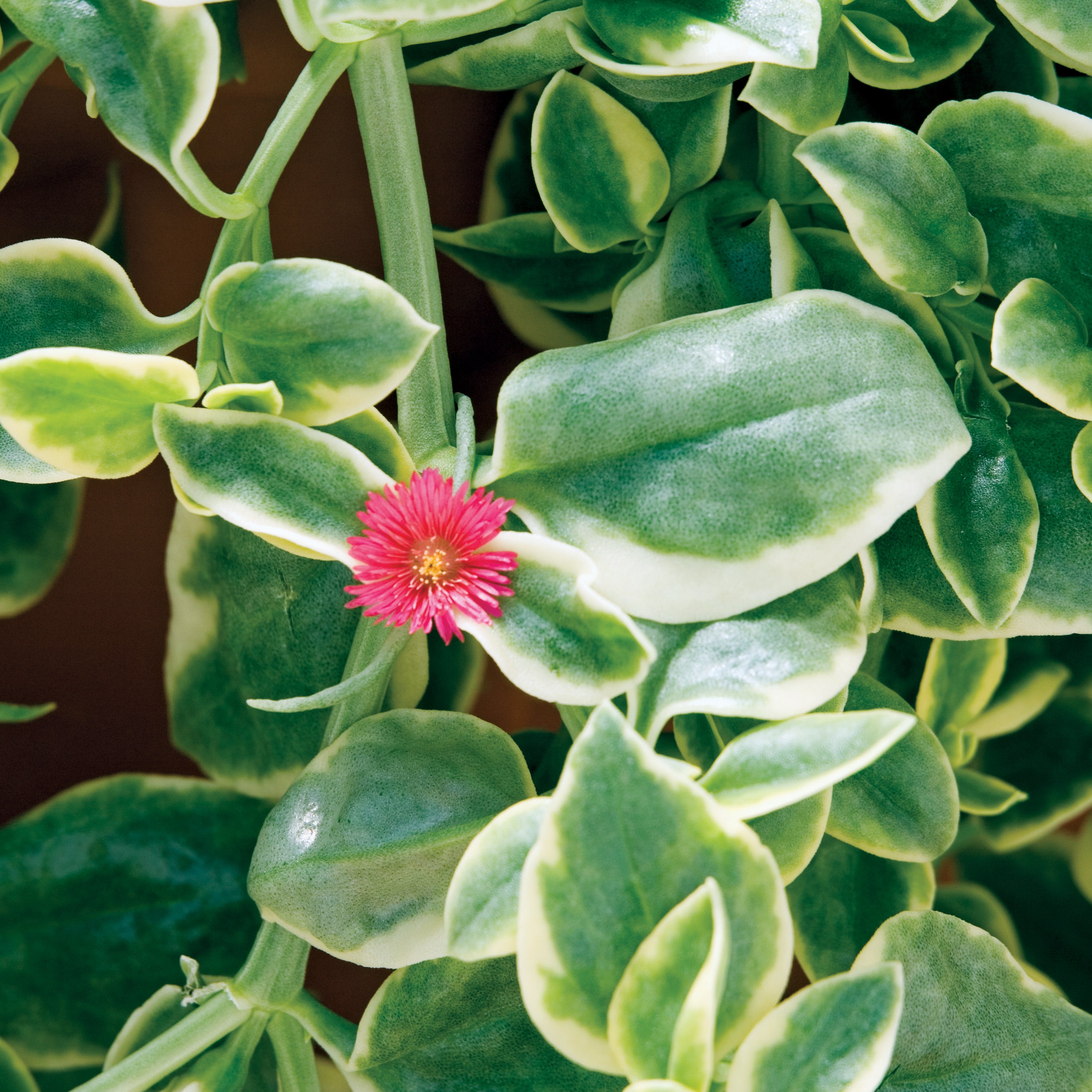 Dorotheanthus Mezoo Red Trailing