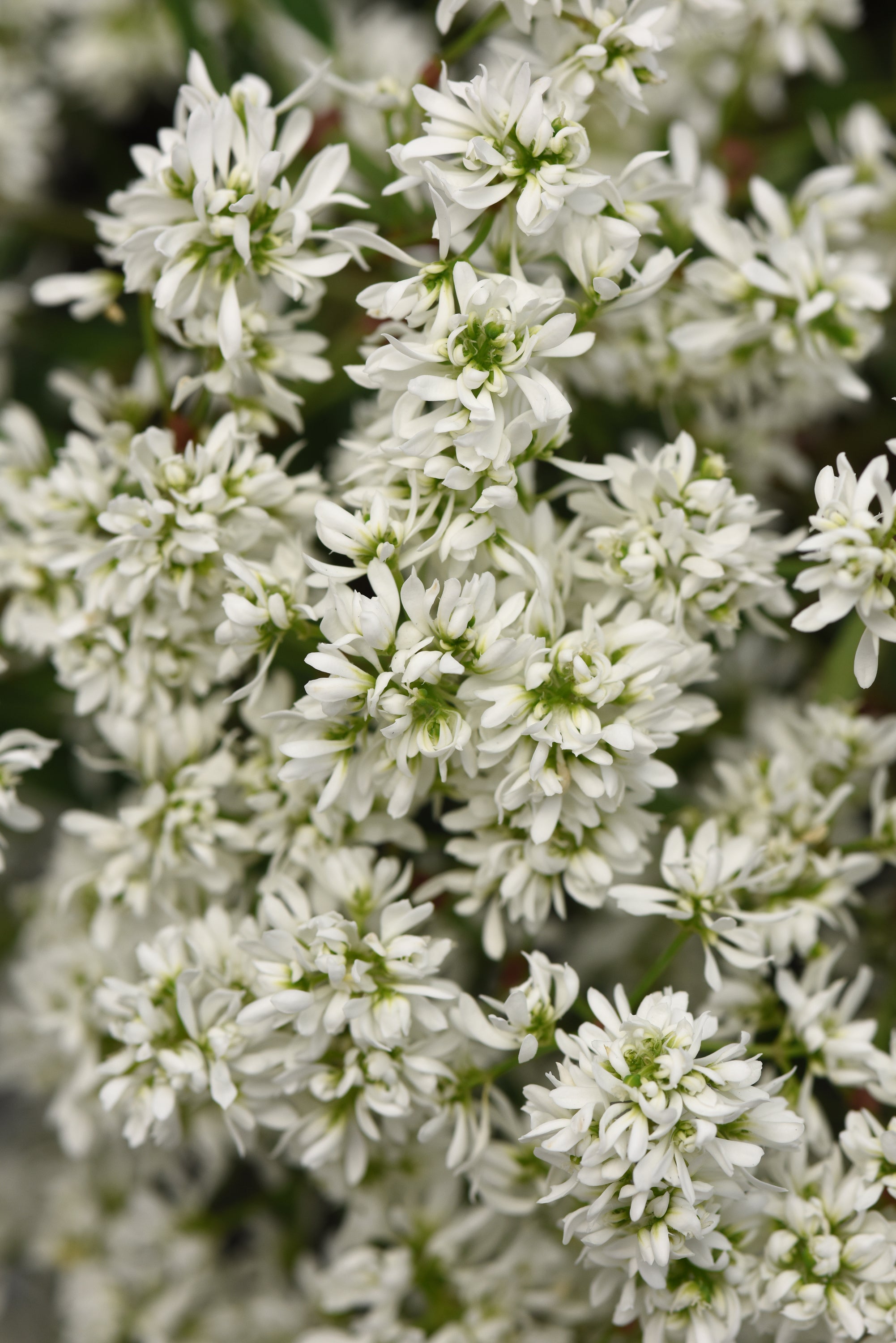 Euphorbia Flurry