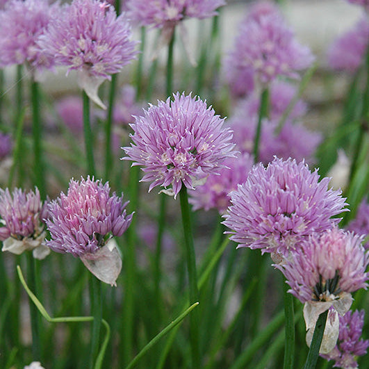 Chives