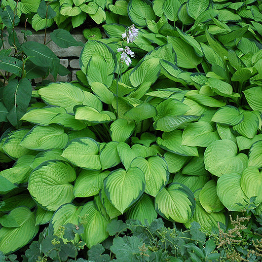 Hosta Plantain Lily Gold Standard