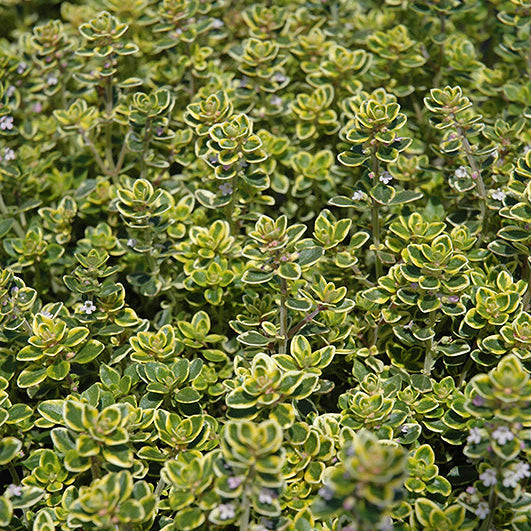 Lemon Thyme