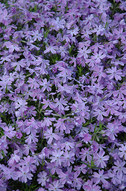 Phlox Creeping Phlox Creeping Emerald Blue