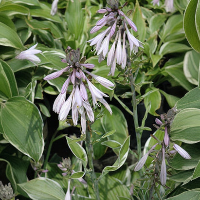 Hosta Plantain Lily Francee