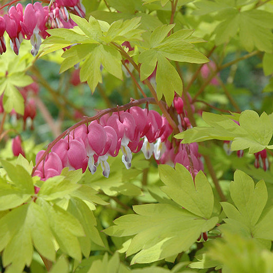 Dicentra Bleeding Heart Gold Heart