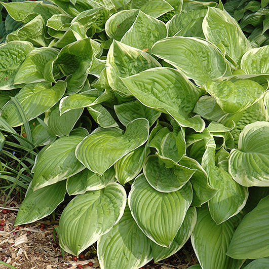 Hosta Plantain Lily Frozen Margarita