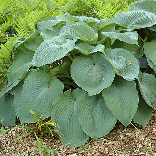 Hosta Plantain Lily Big Daddy