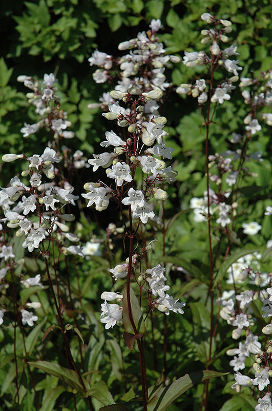 Penstemon Beardtongue Husker Red
