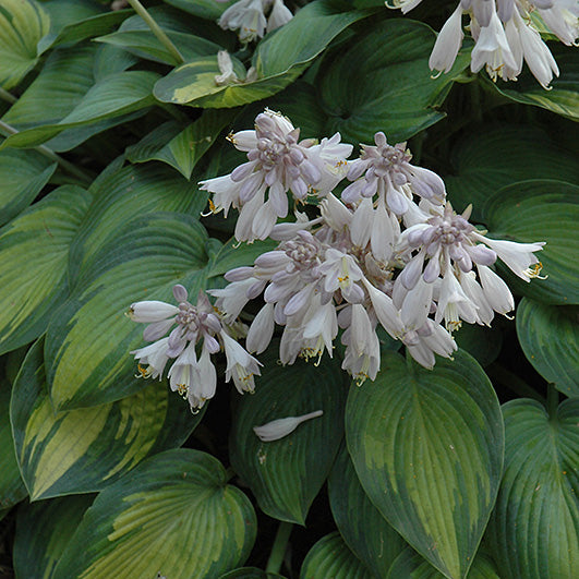 Hosta Plantain Lily June