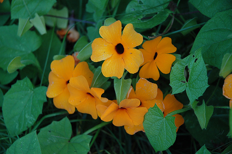 Thunbergia Sunny Orange Wonder