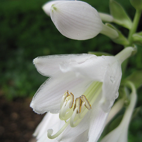 Hosta Plantain Lily Frances Williams