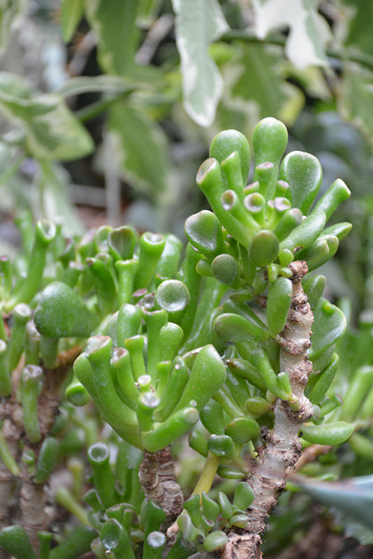 Crassula ovata Hobbit