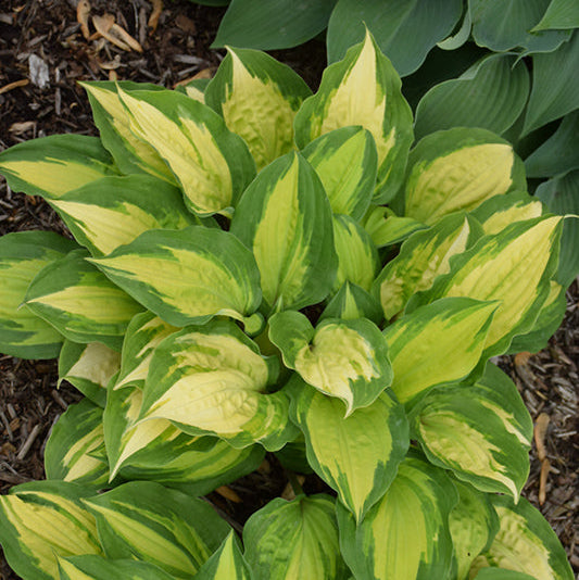 Hosta Plantain Lily Island Breeze