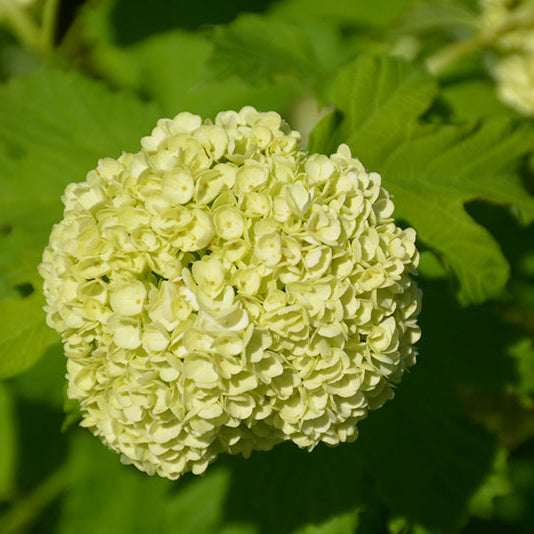 Viburnum Snowball