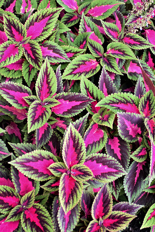 Coleus Ruby Road