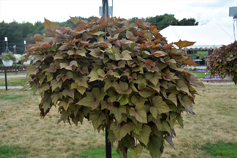 Ipomoea Sidekick Bronze Heart