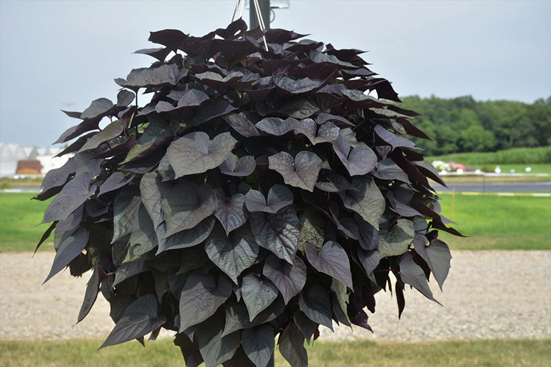 Ipomoea FloraMia Cameo