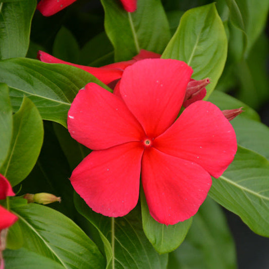 Vinca Titan Red Dark