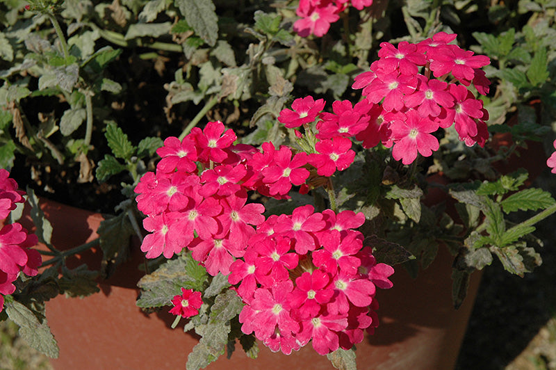 Verbena Empress Flair Pink Charme