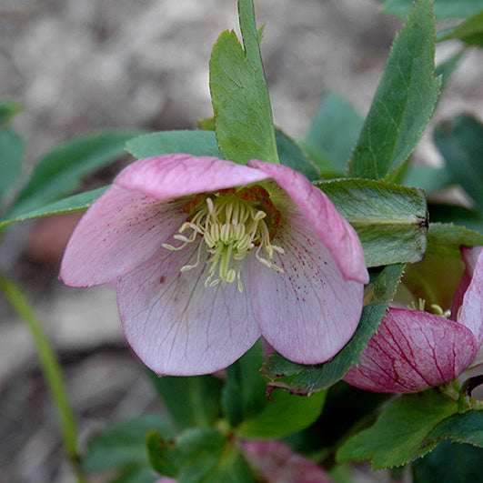 Helleborus Lenten Rose Angel Glow