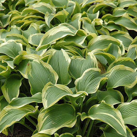 Hosta Plantain Lily Atlantis