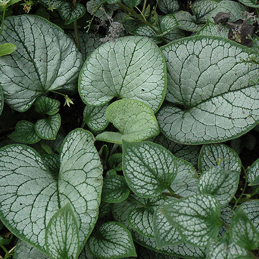 Brunnera Siberian Bugloss Sea Heart