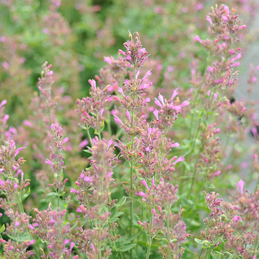 Agastache Hyssop Sunrise Violet