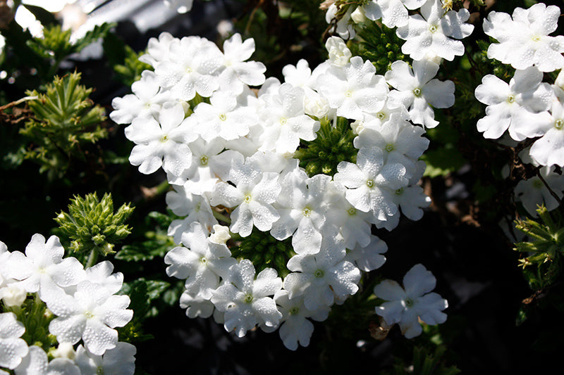 Verbena Firehouse White