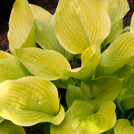 Hosta Plantain Lily Age Of Gold