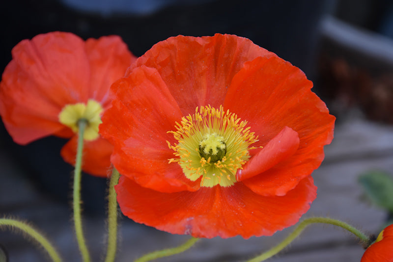 Papaver Iceland Poppy Champagne Bubbles Orange