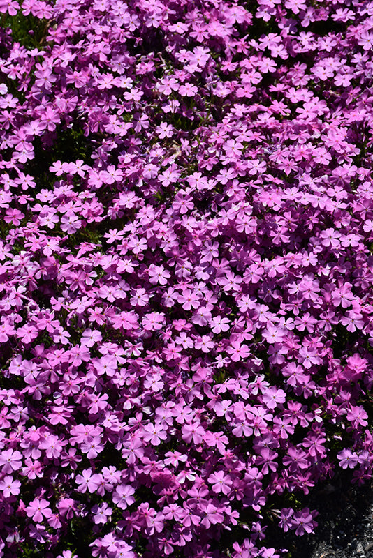 Phlox Creeping Phlox Creeping Emerald Pink