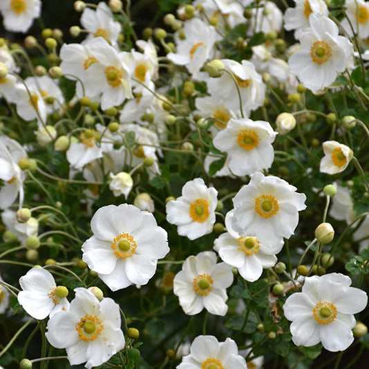 Anemone Wind Flowers Honorine Jobert