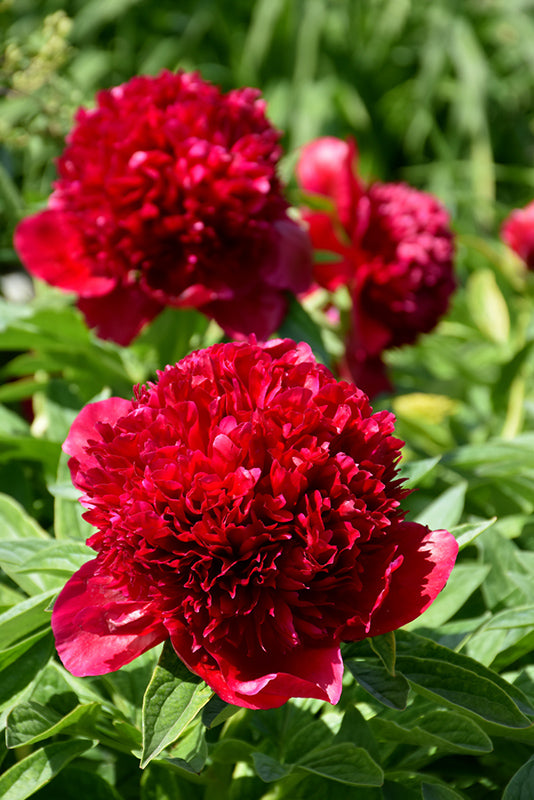 Paeonia Peony Red Charm