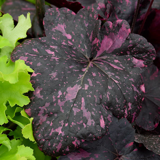 Heuchera Coral Bell Midnight Rose