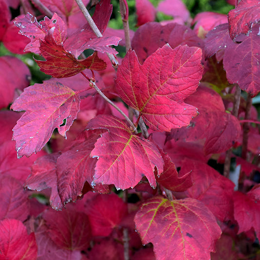 Viburnum Compact European Cranberrybush