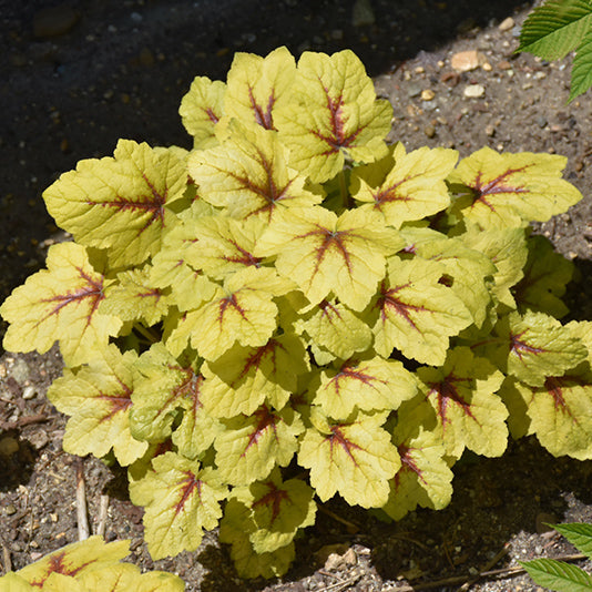 Heucherella Foamy Bell Catching Fire