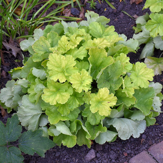 Heuchera Coral Bell Northern Exposure Lime