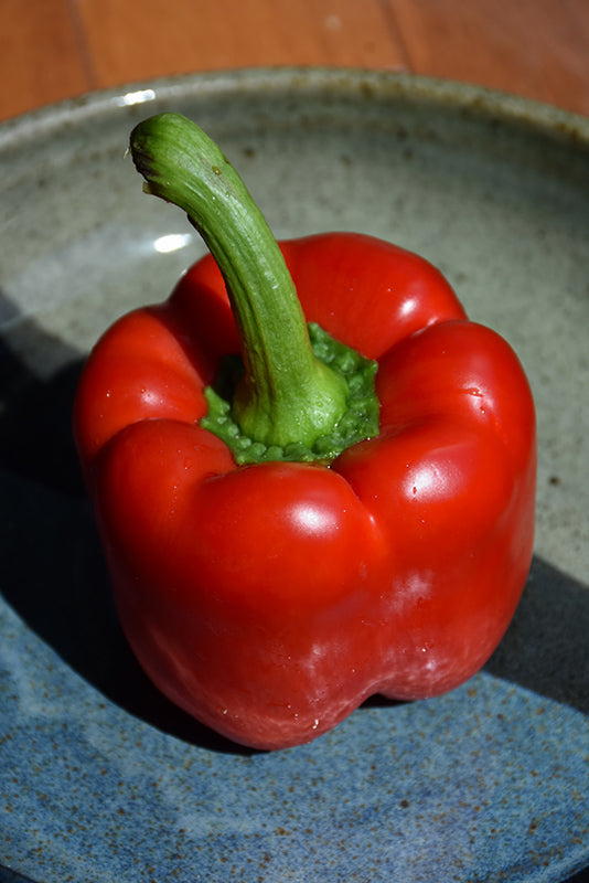 Pepper California Wonderful