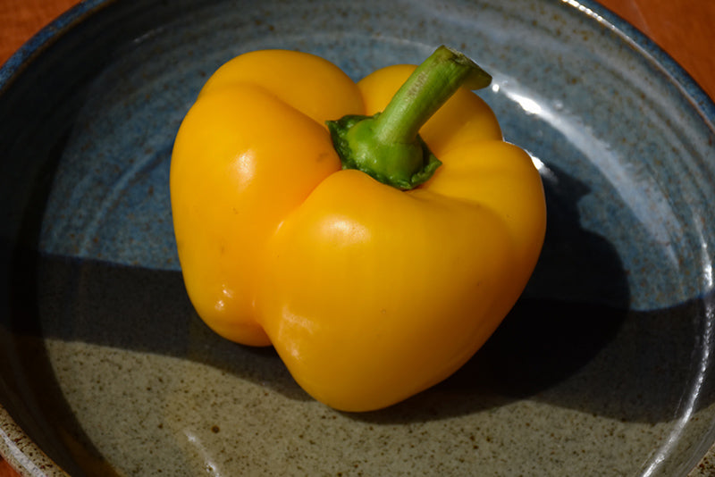 Pepper Golden California Wonderful