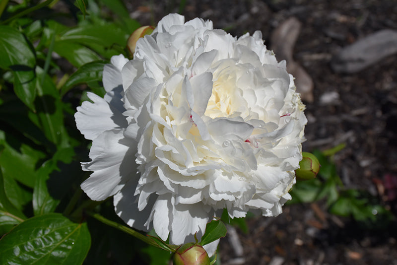 Paeonia Peony Festiva Maxima