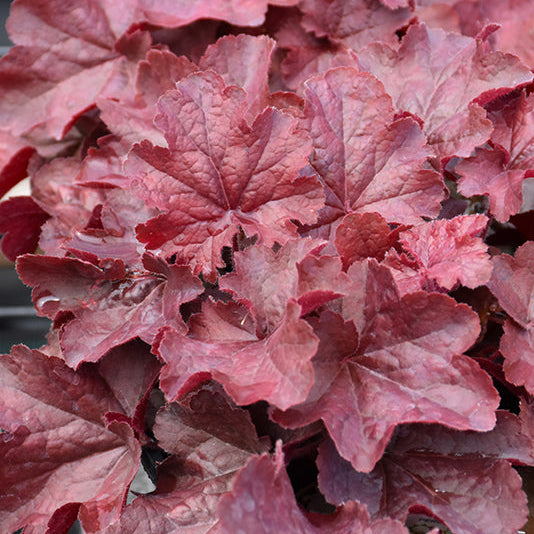 Heuchera Coral Bell Northern Exposure Red